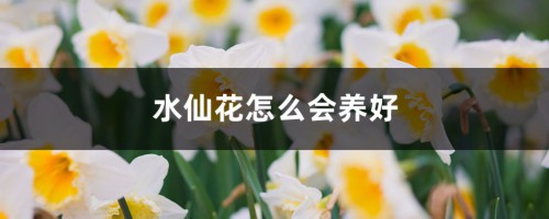 水仙花怎么会养好