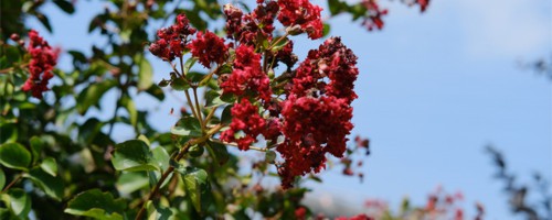 随州适合养什么花，市花和市树是什么