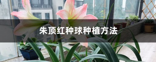 朱顶红种球种植方法