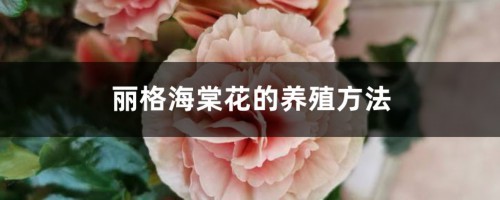 丽格海棠花的养殖方法