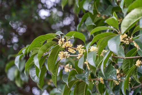 桂花树