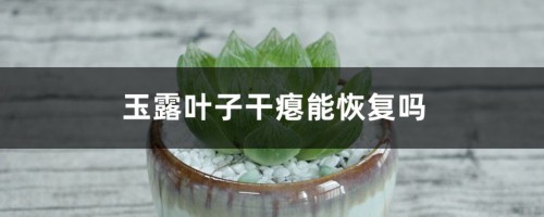 玉露叶子干瘪能恢复吗