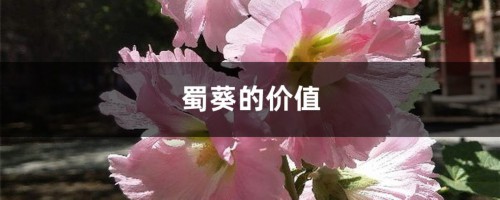 蜀葵的价值