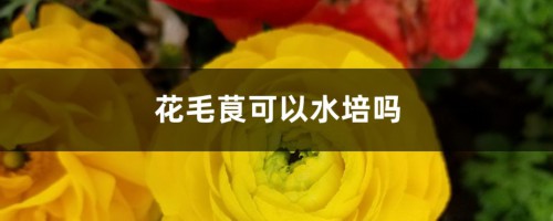 花毛茛可以水培吗