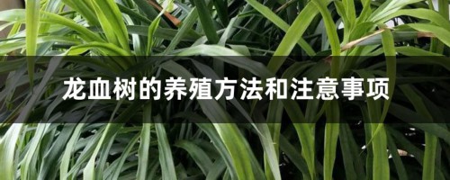 龙血树的养殖方法和注意事项